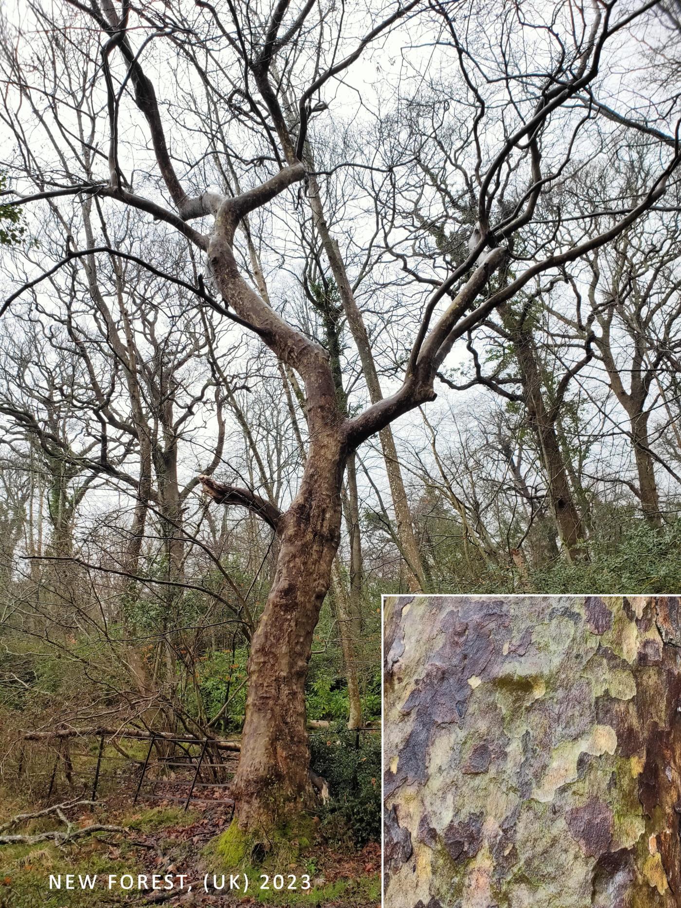 Plane tree, Oriental plant